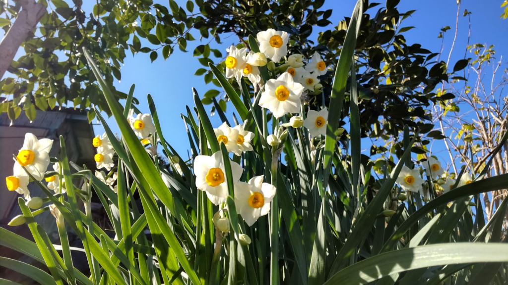 日本水仙開花