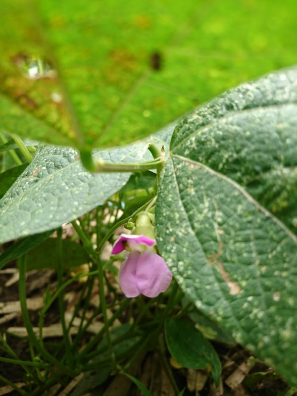 枝豆の花