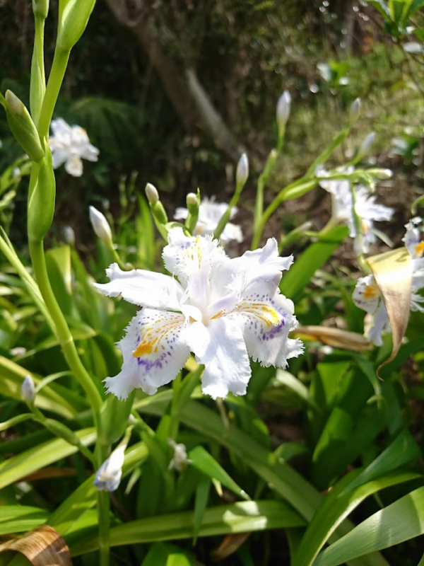 シャガ開花正面