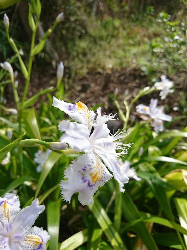 シャガ開花横