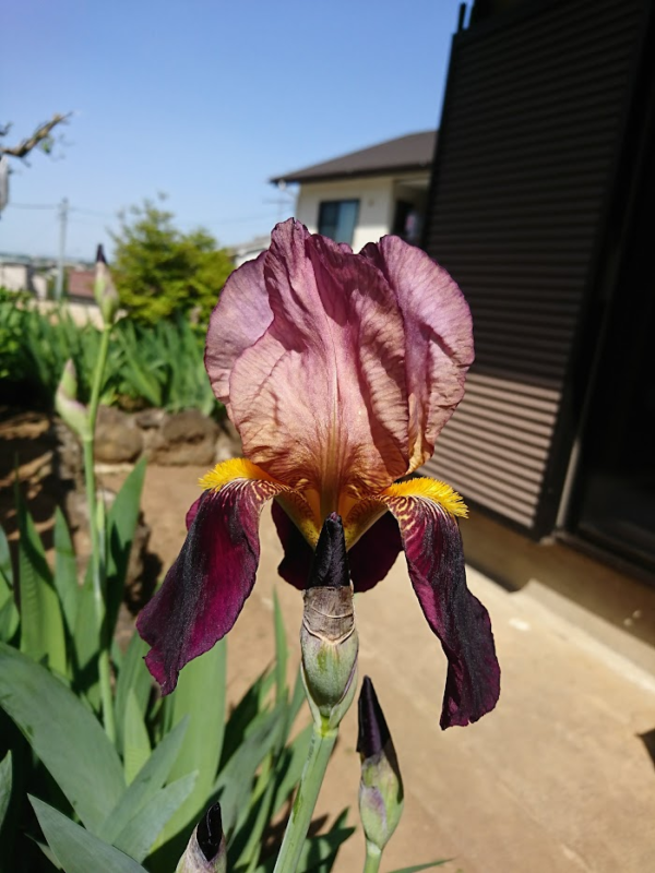 アヤメ科のお花たち、アイリス、あやめ、シャガ、杜若、花菖蒲の違い