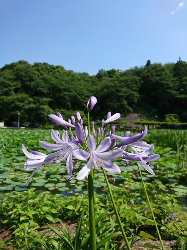 アガパンサス２０２１０６０２蓮華寺池公園