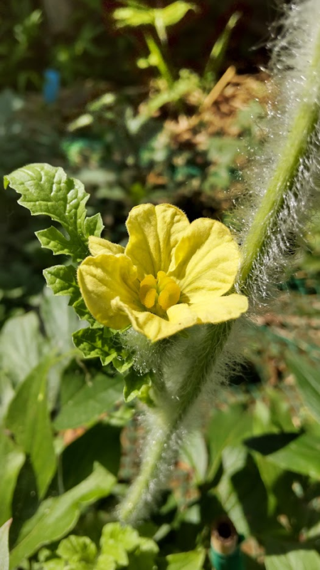 スイカの花