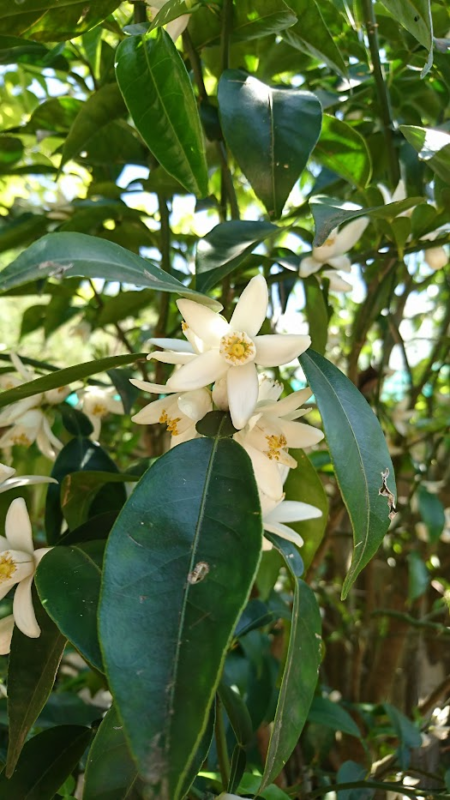 柚子の花