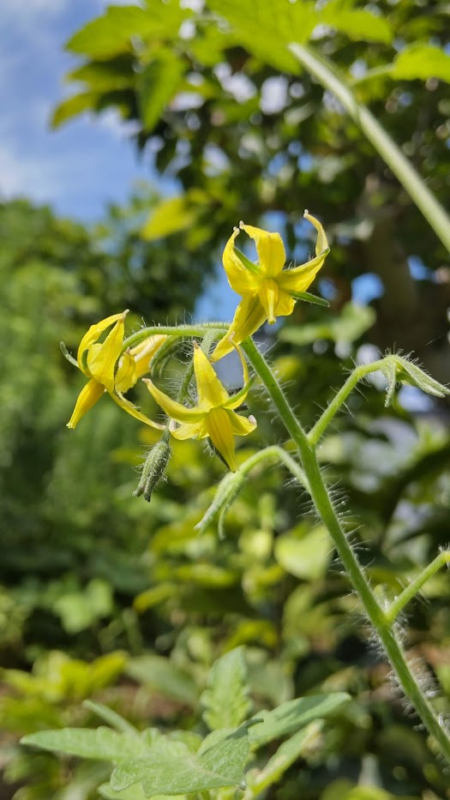 ミニトマトの花