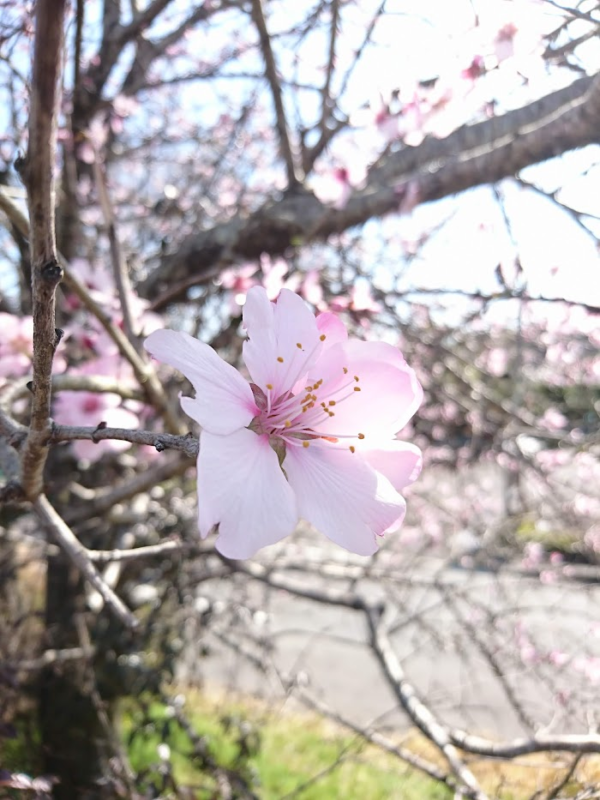 アーモンドの花