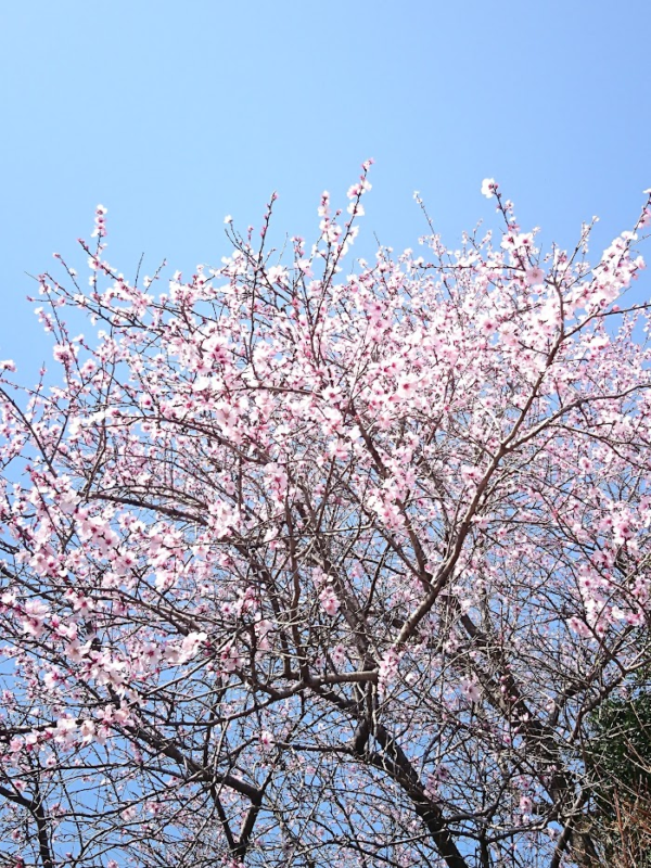 アーモンドの花の木