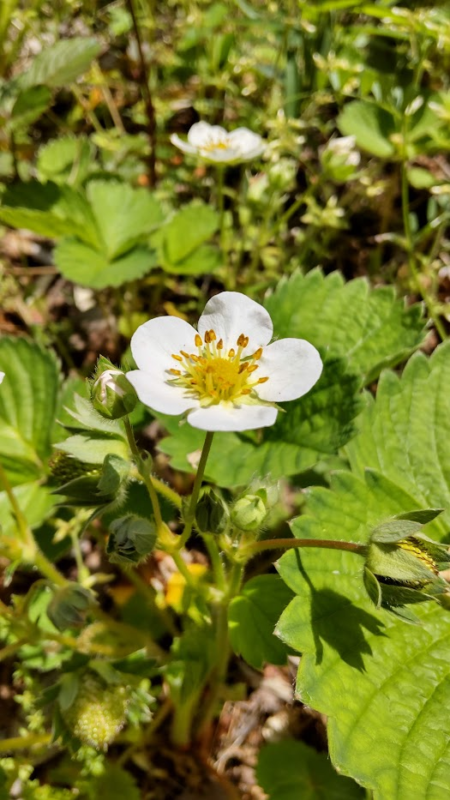 露地いちごの花