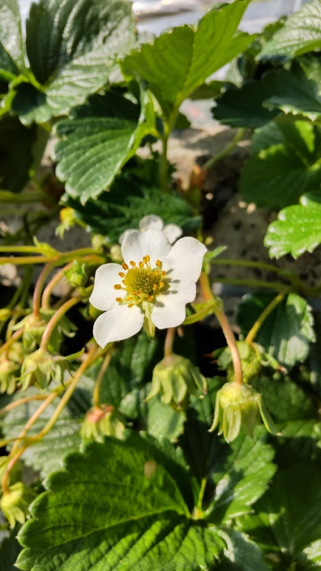 石垣いちごの花