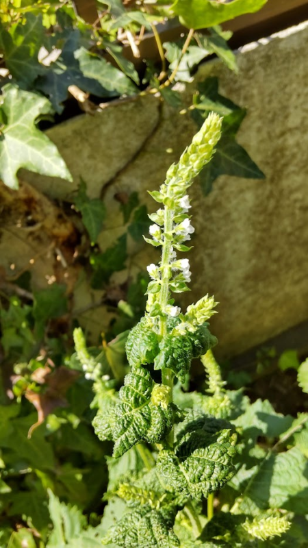 しその花・花穂紫蘇