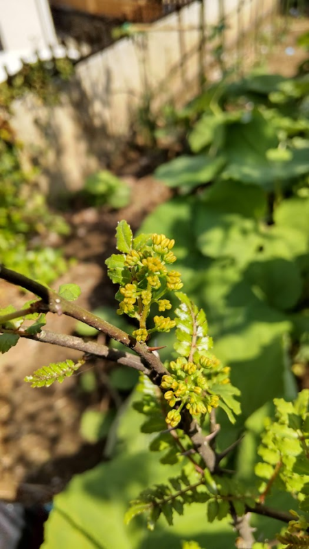 山椒の花・花山椒