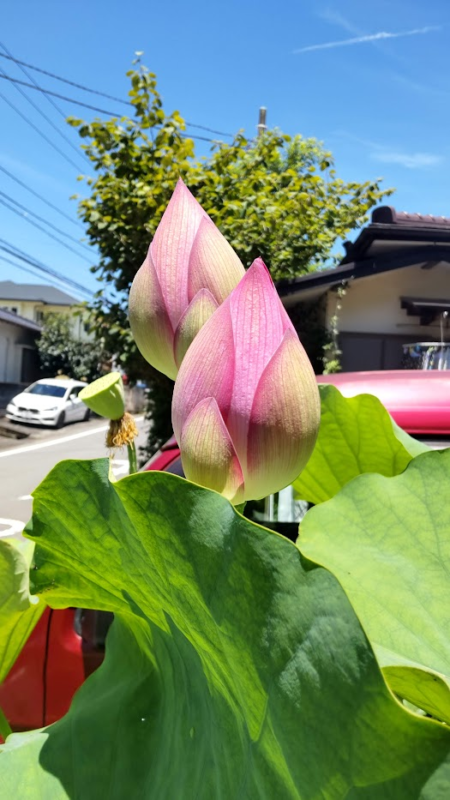 つぼみまもなく開花２０２２０７２５山荘下