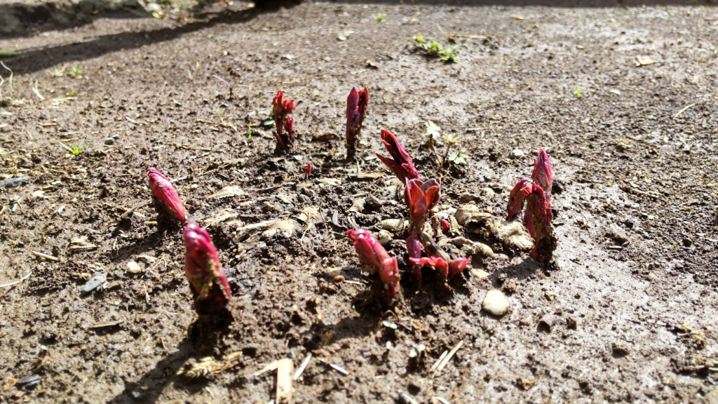 芍薬の芽