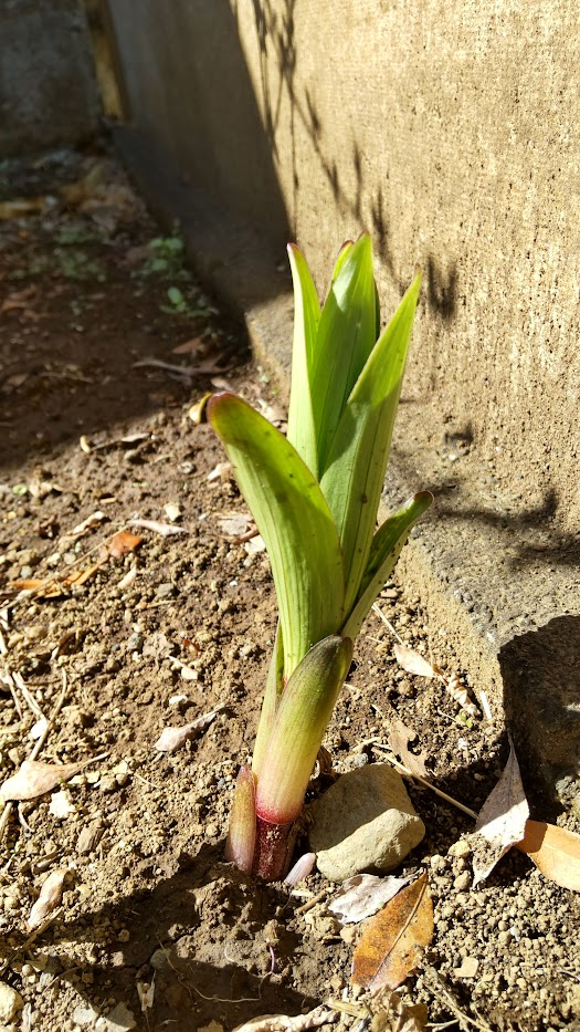 芽が出る20230316うち