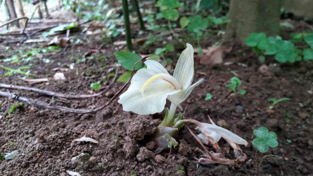 みょうがの花20230720