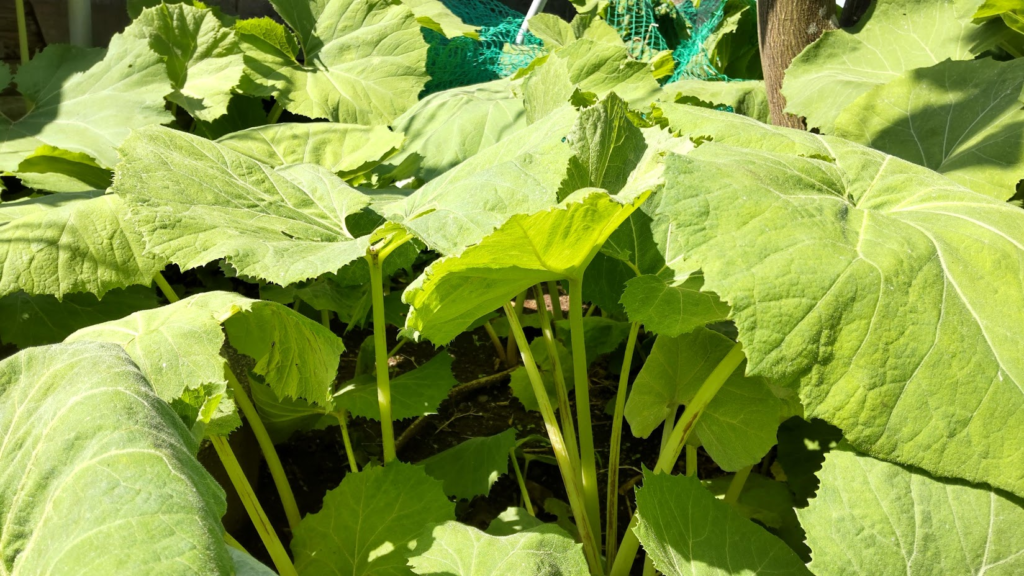 ４月の蕗の葉