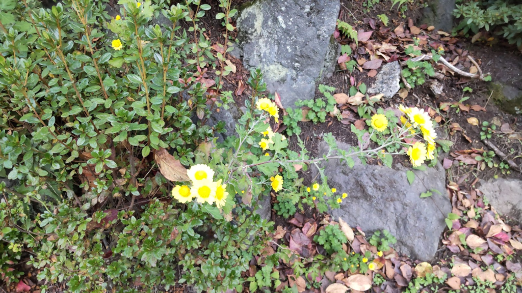 露地菊２０２３１０２３富士吉田