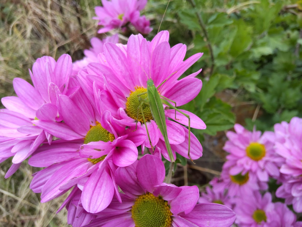 カマキリ２０２３１１１５高木さん