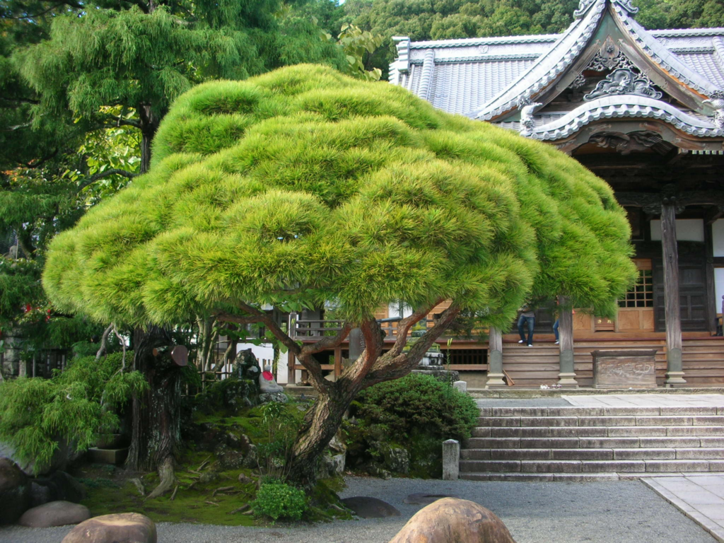 修禅寺の松２０１０１０１０
