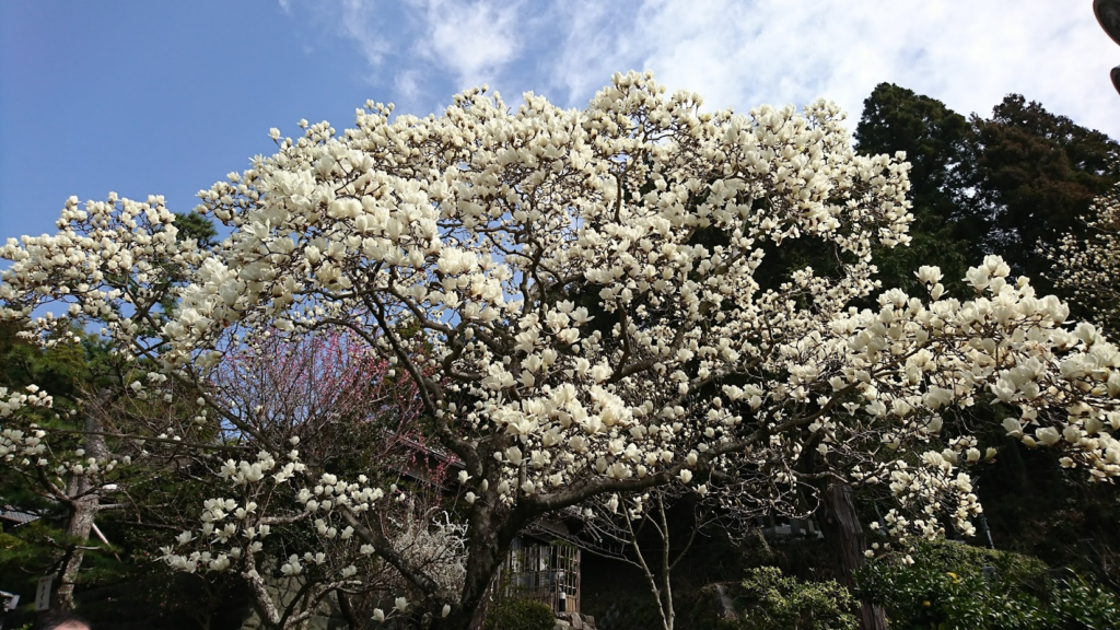 白木蓮十輪寺20180313
