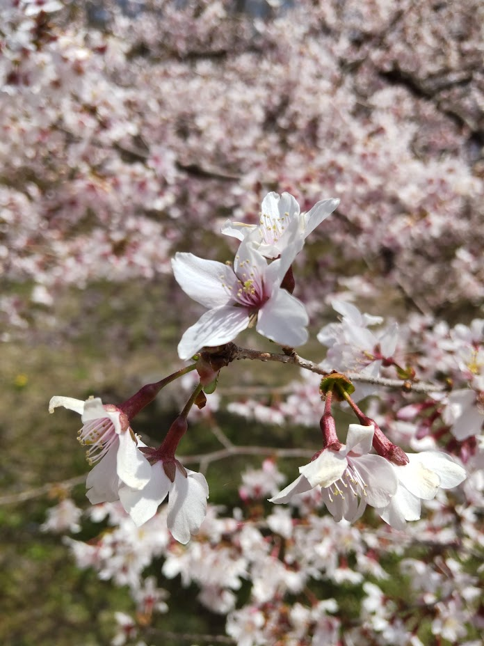 マメザクラ２０２４０４１５富士霊園