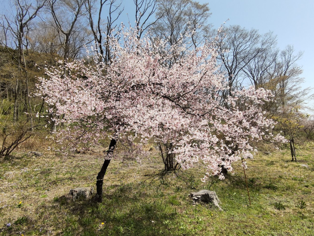 豆桜２０２４０４１５富士霊園