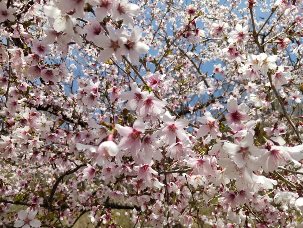 豆桜２０２４０４１５富士霊園