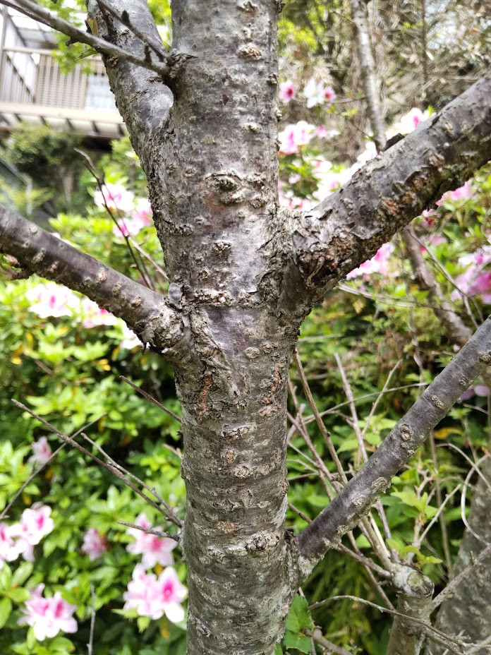 豆桜の幹２０２４０４２１菊池さん下