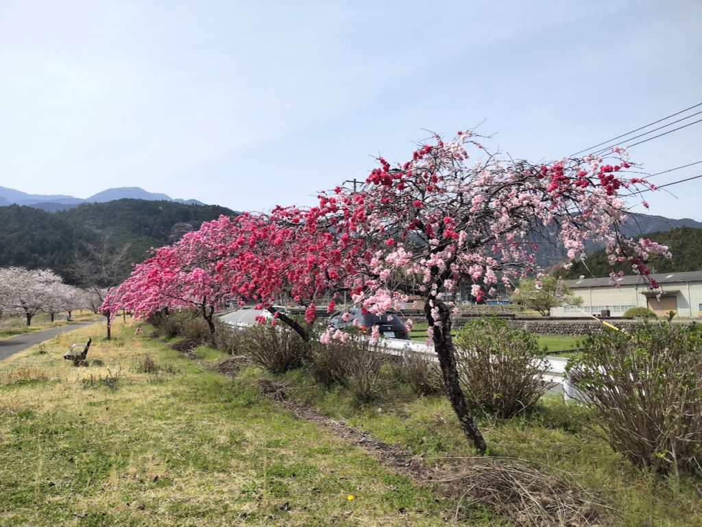 花桃波木本郷２０２４０４０２