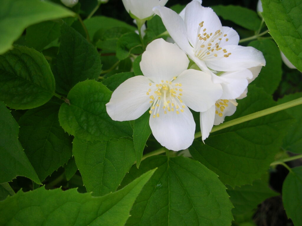 バイカウツギ２００８０５０４清水町