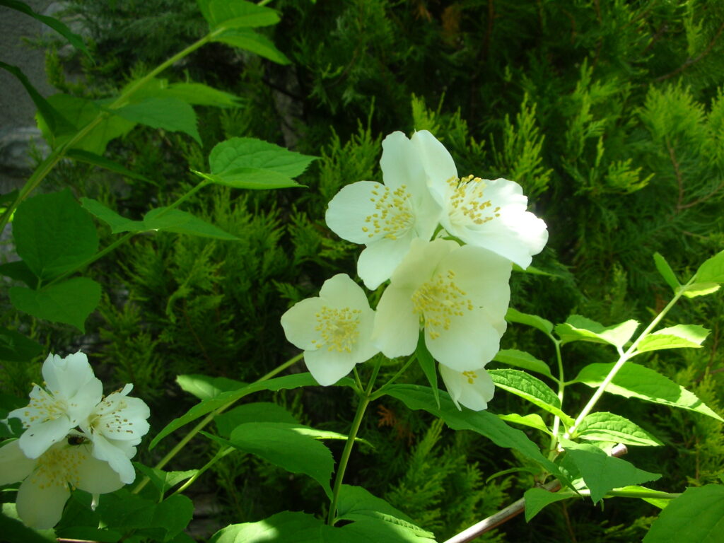 バイカウツギ２００８０５０４清水町