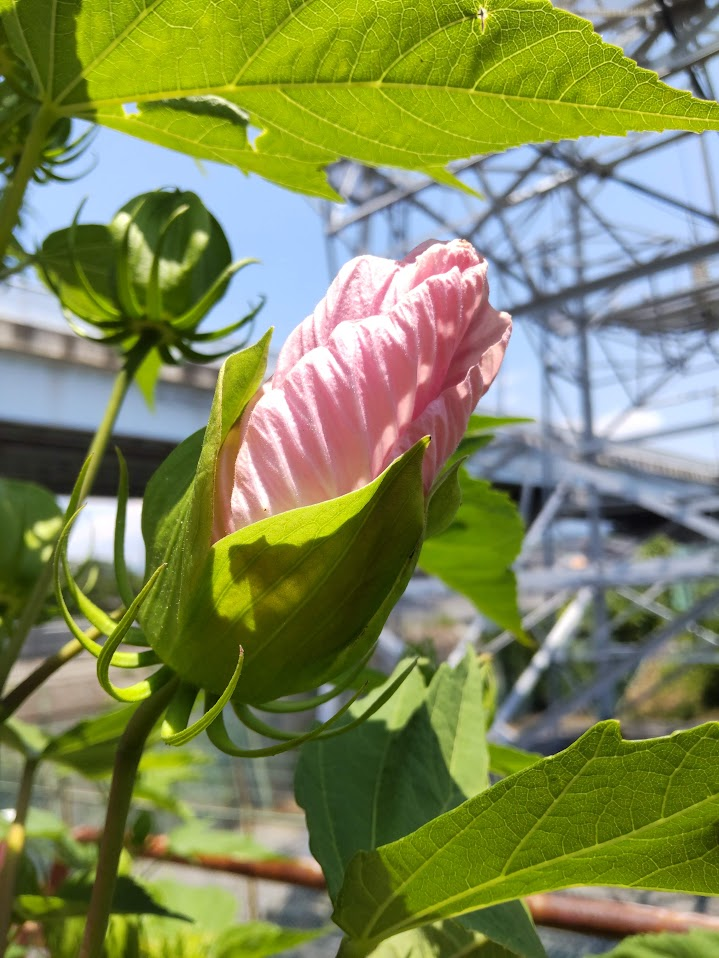 季節の花図鑑「アオイ科のお花」】アオイ科の葵とアオイ科でない葵 | 季節の手仕事、明日何する？