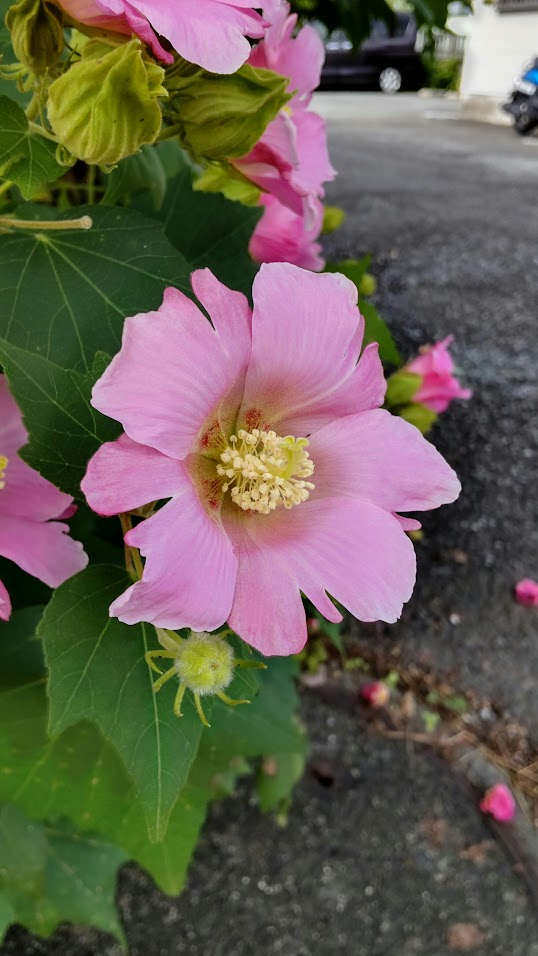 芙蓉２０２４１０１０山口歯科向かい